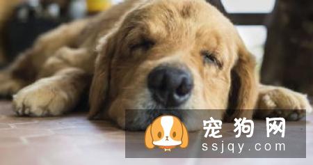 防狗走丢：帮狗狗佩戴宠物防走丢狗牌和掌握这几个应急方法