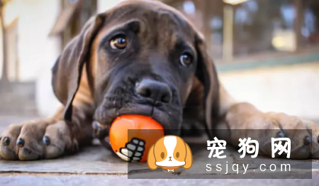 大多数三岁以上的狗狗都患有各种牙齿疾病