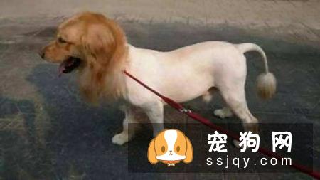 狗狗到底该不该穿鞋？