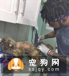 夏季把宠物的毛发剃光，真的有必要吗?