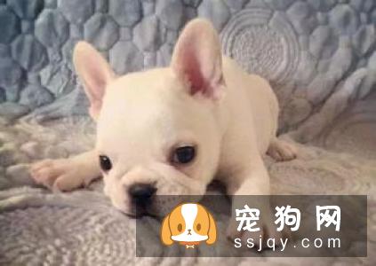 如何正确给狗狗清洗眼睛