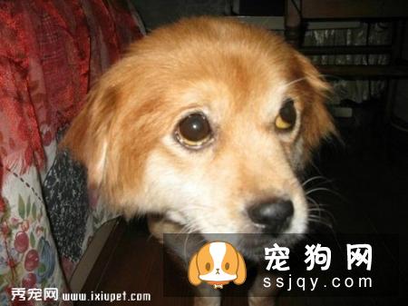 美国Urine off解尿素能有效降低犬钩端螺旋体病毒??