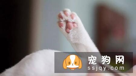 夏季把宠物的毛发剃光，真的有必要吗?