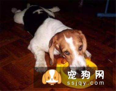 狗狗常见的五个坏毛病以及纠正方法