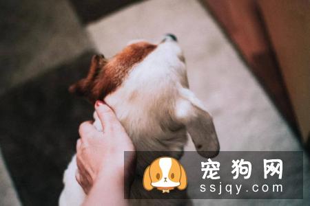 狗子不让摸怎么办?抚摸训练要从娃娃抓起