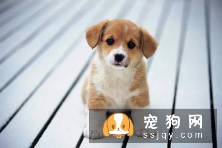 宠物对消毒剂的危害有哪些?-家居装修问答