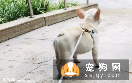 狗狗养多久才会认主，看看这些表现就知道了