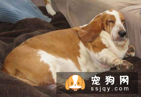 宠物太胖，应该如何控制体重？