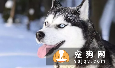 哪种狗最聪明最通人性 狗狗智商排名表
