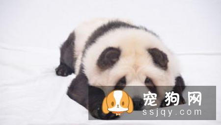 狗狗胃扭转的症状及注意事项