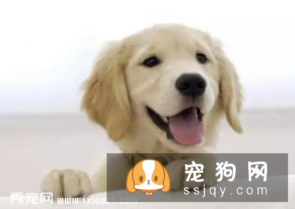 主人怎样给宠物做身体检查（上）