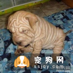 中国各地沙皮犬价格大全,纯种沙皮狗多少钱一只