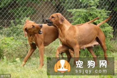 母犬孕期护理知识