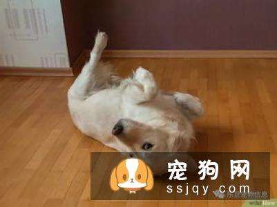 您会摸狗吗?大家可能会说我还不摸狗,这有什么技术含量吗?