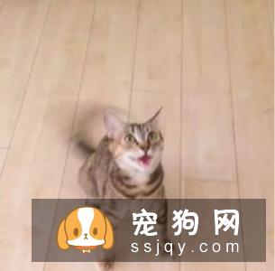 多带着自己的狗狗出去散步