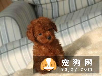 小狗什么时候打疫苗比较好