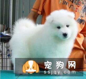 萨摩耶犬喂养有什么要注意的 萨摩耶犬喂养注意事项