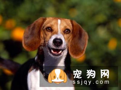 狗狗注射疫苗后，昏迷不醒！