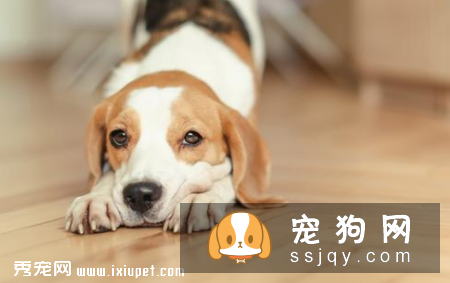 盘点狗狗那些千奇百怪的认知