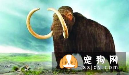 那些无法接受爱宠离世事实的家庭来说,克隆技术只能克隆相同的外型、基因