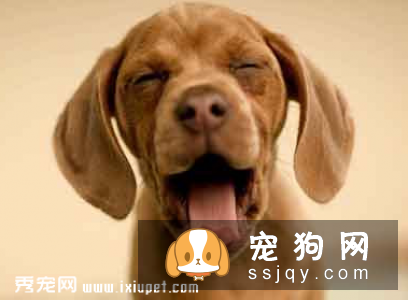 如何判断狗狗是不是感冒了?
