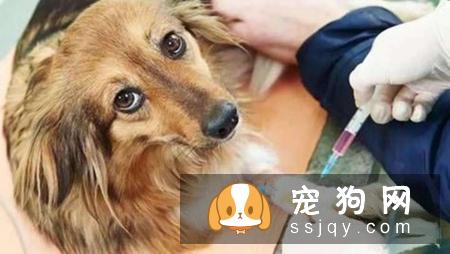 狗狗注射疫苗后过敏怎么办