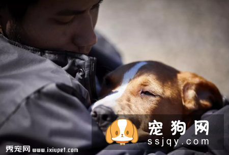 狗狗为什么会得创伤后应激障碍