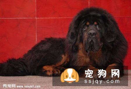 “真正的藏獒像黑熊一样强壮,像豹子一样灵敏,像猎人一样聪明”