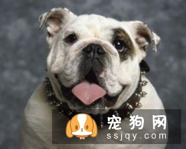 如何训练狗狗拒绝陌生人投食