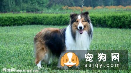 粗毛柯利犬是什么价格,智商高不高_饲养|图片