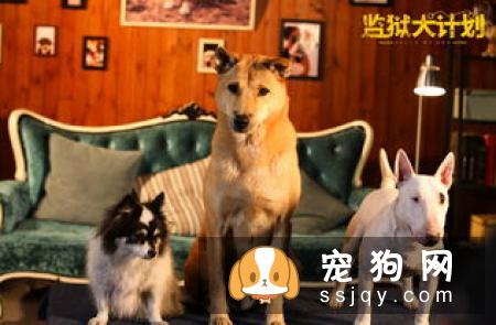 宠物健康一看“便”知!