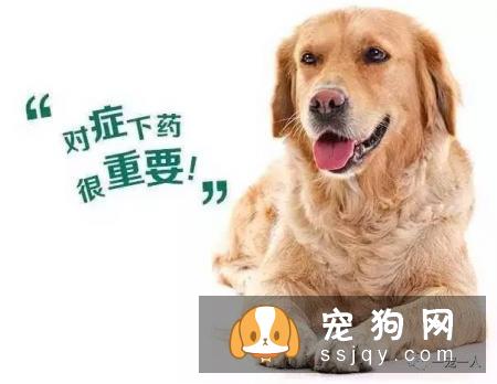 养狗误区：狗狗如果不出门就可以不用驱虫