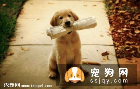 散步时宠物狗喜欢乱跑怎么办?