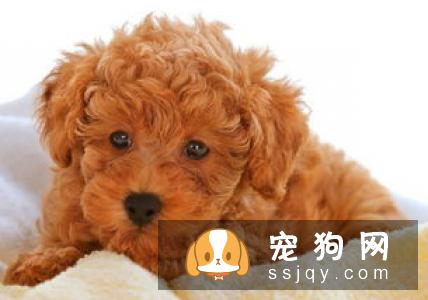 狗狗腹泻的原因及治疗方法