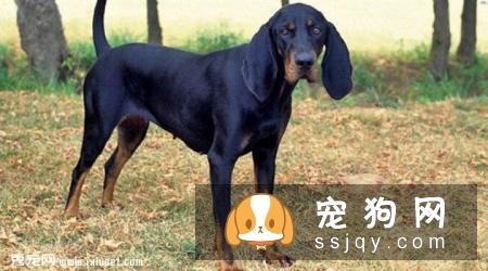 黑褐色猎浣熊犬多少钱一只,好养吗_介绍|图片