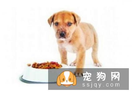 狗狗护食行为太可怕，几招轻松改掉！