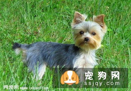 挑选约克夏幼仔时需要注意的几个要点