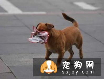 5种不忠心的狗狗 前三是狗界三傻!