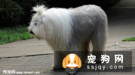 古牧犬价格贵吗,好不好养|图片