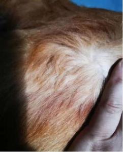 如何诊断宠物过敏，宠物过敏有什么症状？