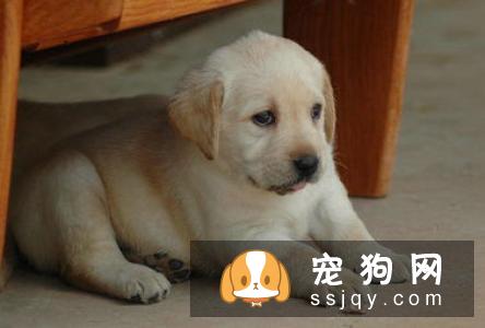 狗狗患病后疼痛难忍通过物理治疗可以缓解痛感