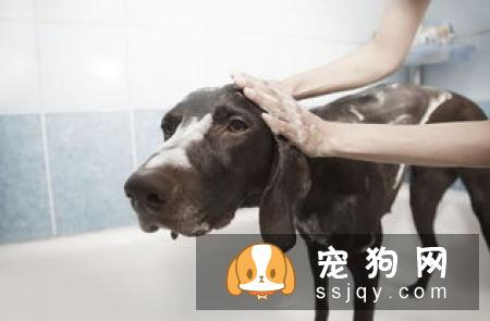 长毛狗狗的毛发应该如何护理