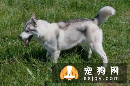 狗狗椎间盘异常怎么办
