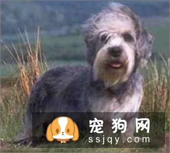 母狗产后如何护理