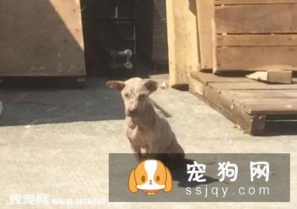 看到流浪狗狗怎么救助!
