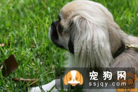 京巴犬喂养及训练指南