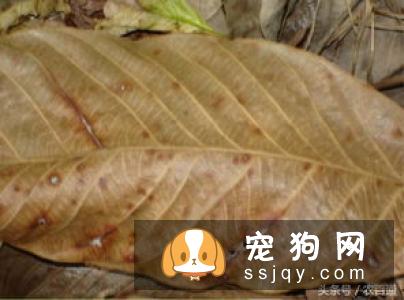柯基犬容易生病吗？疫病预防措施-邻家的宠物