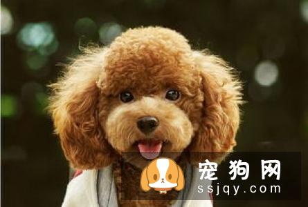 狗狗发情时间及发情期注意事项