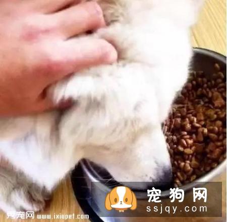 狗狗护食行为太可怕，几招轻松改掉！