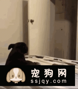铲屎官必看，家里宠物生病的14种症状！